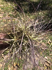 Tillandsia schiedeana