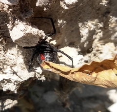 Latrodectus mactans