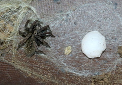 Mituliodon tarantulinus