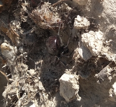Latrodectus mactans