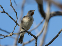 Conopophila rufogularis