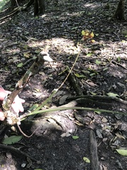 Trichocentrum ascendens