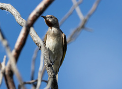 Conopophila rufogularis