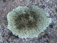 Xanthoparmelia plittii