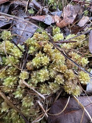 Sphagnum perichaetiale