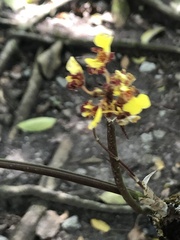 Trichocentrum ascendens
