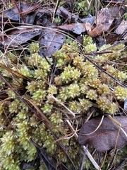 Sphagnum perichaetiale