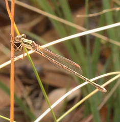 Austrolestes analis