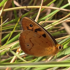 Heteronympha penelope