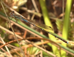 Austrolestes analis