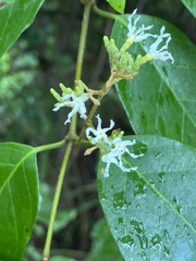 Ichnocarpus frutescens