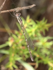 Austrolestes leda