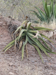 Agave aurea