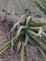 Agave aurea