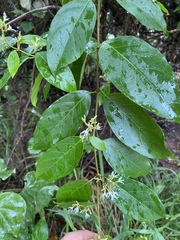 Ichnocarpus frutescens