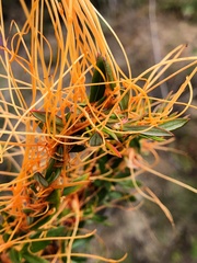 Cuscuta californica