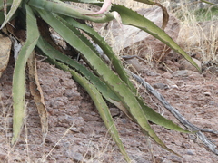 Agave aurea