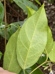 Ichnocarpus frutescens