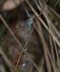 Austrolestes leda