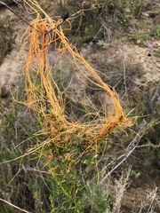 Cuscuta californica