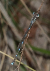Austrolestes leda