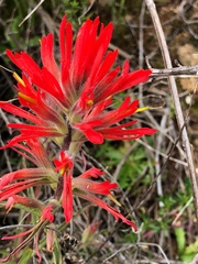Castilleja affinis