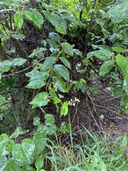 Ichnocarpus frutescens