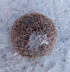 Lytechinus variegatus