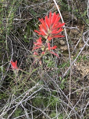Castilleja affinis