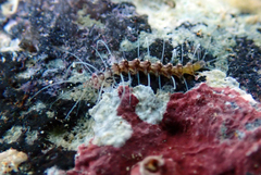 Amblyosyllis