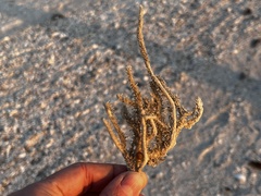 Clathria prolifera