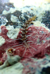 Amblyosyllis