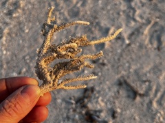 Clathria prolifera