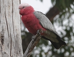 Eolophus roseicapilla albiceps