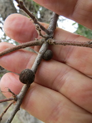Burnettweldia washingtonensis