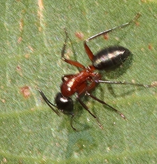 Camponotus innexus