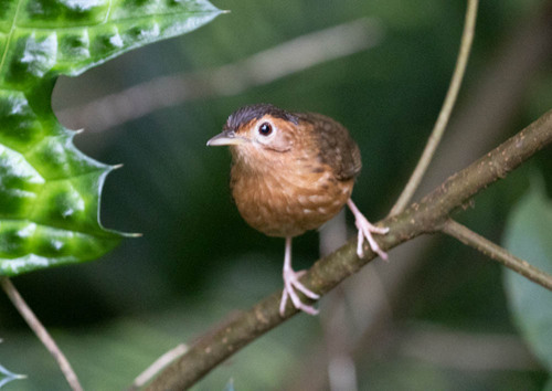 Brown-capped Babbler (Pellorneum fuscocapillus), photo 6
