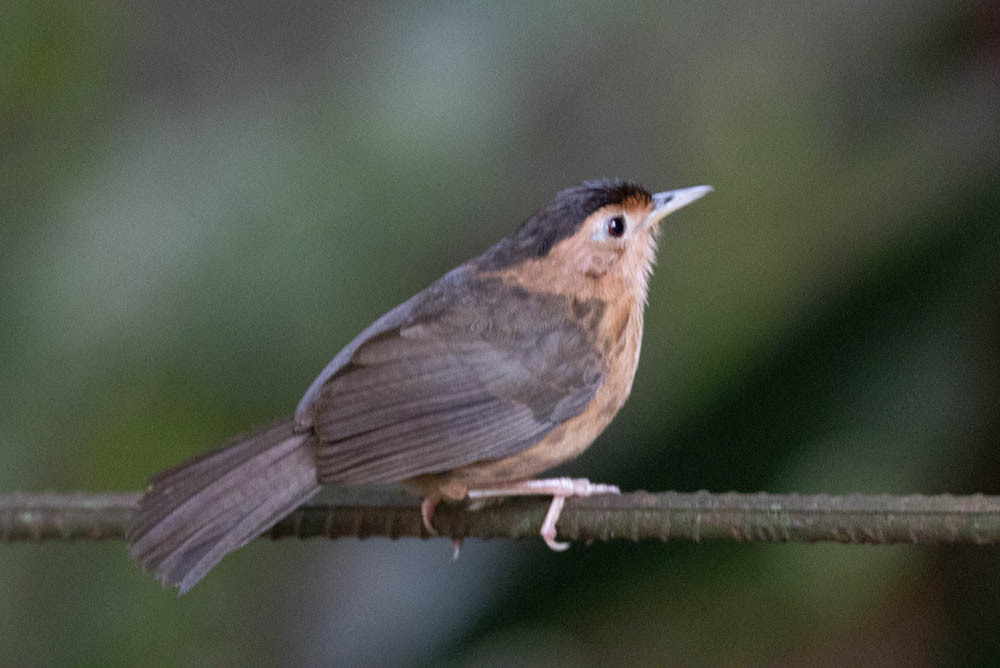Brown-Capped Babbler