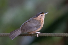 Pellorneum fuscocapillus