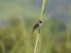 Sporophila telasco
