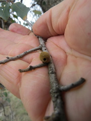 Burnettweldia washingtonensis