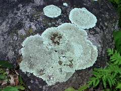 Xanthoparmelia plittii