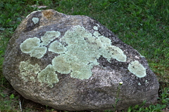 Xanthoparmelia plittii