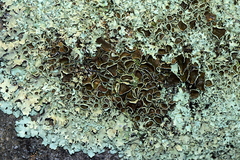 Xanthoparmelia plittii