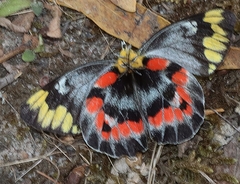 Delias harpalyce