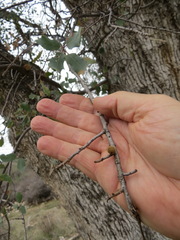 Burnettweldia washingtonensis