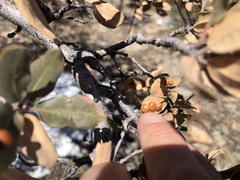 Xanthoteras eburneum