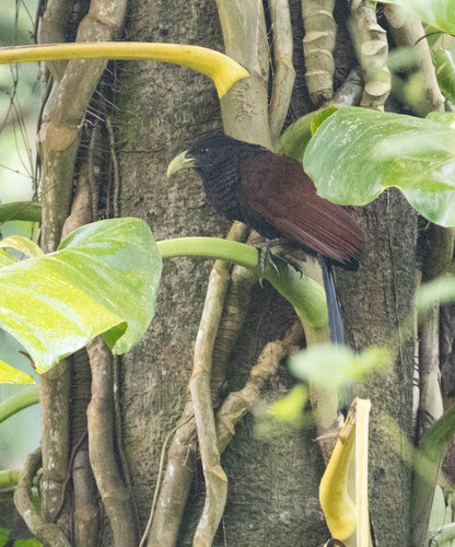 Green-billed Coucal (Centropus chlororhynchos), photo 3