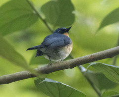 Cyornis tickelliae