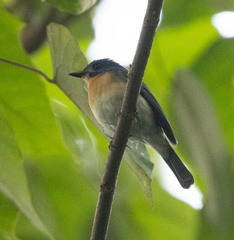 Cyornis tickelliae